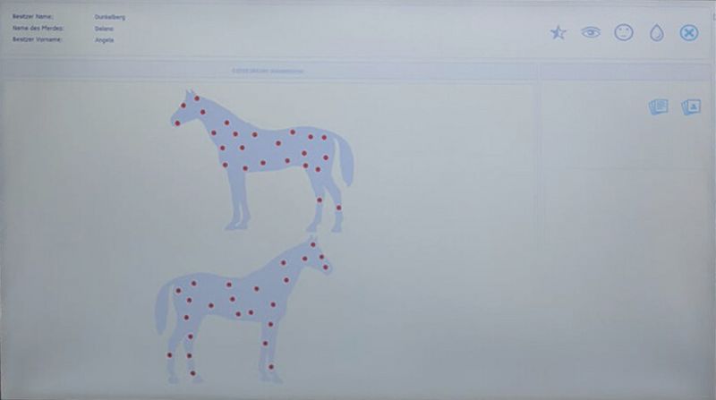 Chamira Heilzentrum - Wellanalyse | Modul Pferd